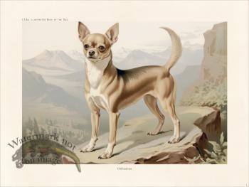 CFA Dog Chihuahua 01